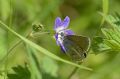 Aricia eumedon